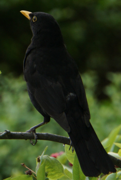 Amsel