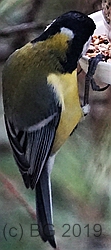 Kohlmeise Nackenfleck