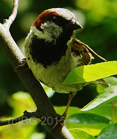 Spatz